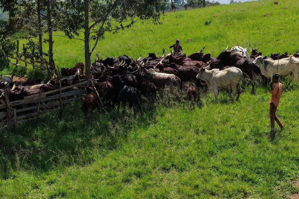 Ranch workers managing a large herd of cattle