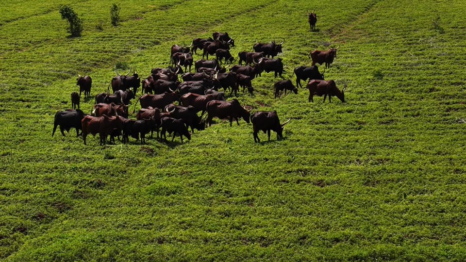 A herd of cattle grazing across a production corridor
