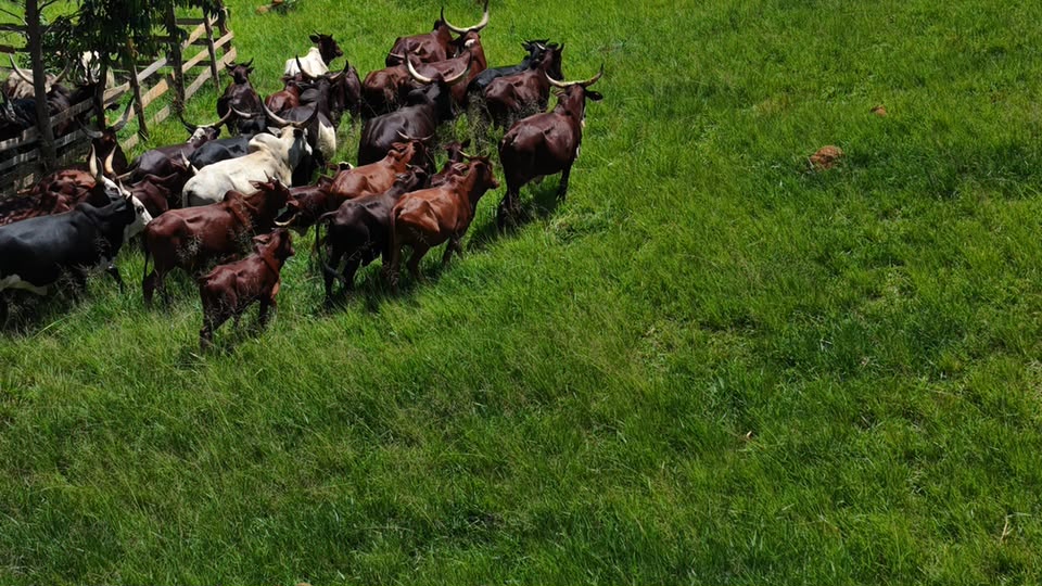 Cattle moving through an open green ranch