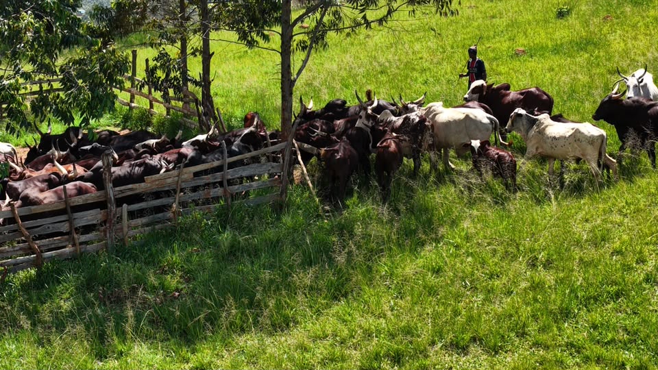 Livestock and ranch workers in a controlled cattle area
