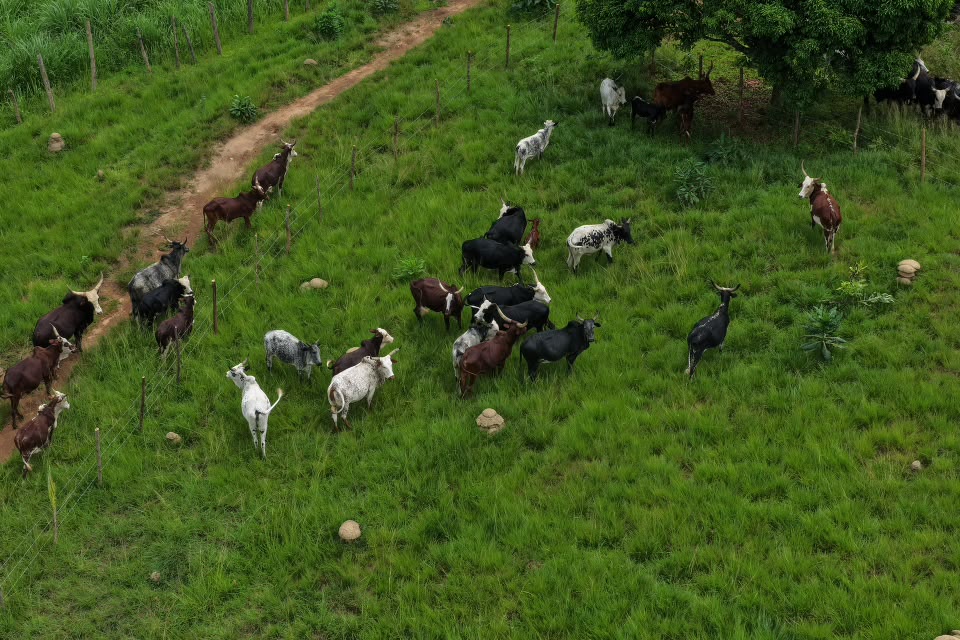 Cattle grazing in a green Nigerian ranch