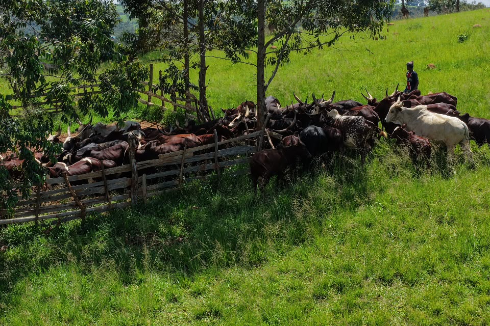 Cattle gathered in a managed ranch enclosure