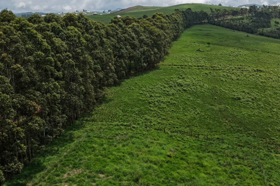Wide aerial view of a green ranch landscape and boundary trees